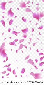 Pink Cherry Blossom Falling Down. Isolated Vector illustration of Cherry Blossom. Flying Pink Sakura Petals Background. Design of Greeting or Invitation Card. 
