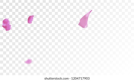 Pink Cherry Blossom Falling Down. Isolated Vector illustration of Cherry Blossom. Flying Pink Sakura Petals Background. Design of Greeting or Invitation Card. 

