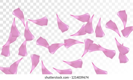 Pink Cherry Blossom Falling Down. Isolated Vector illustration of Cherry Blossom. Flying Pink Sakura Petals Background. Design of Greeting or Invitation Card. 
