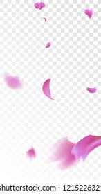 Pink Cherry Blossom Falling Down. Isolated Vector illustration of Cherry Blossom. Flying Pink Sakura Petals Background. Design of Greeting or Invitation Card. 
