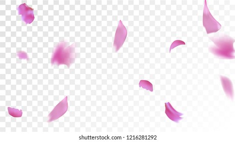 Pink Cherry Blossom Falling Down. Isolated Vector illustration of Cherry Blossom. Flying Pink Sakura Petals Background. Design of Greeting or Invitation Card. 
