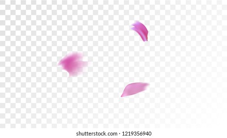Pink Cherry Blossom Falling Down. Isolated Vector illustration of Cherry Blossom. Flying Pink Sakura Petals Background. Design of Greeting or Invitation Card. 
