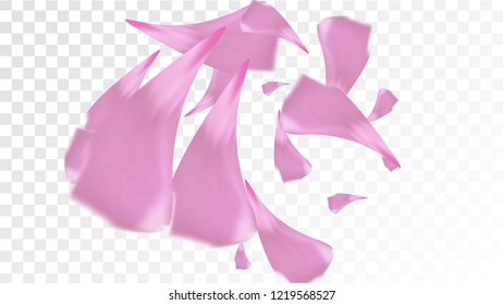 Pink Cherry Blossom Falling Down. Isolated Vector illustration of Cherry Blossom. Flying Pink Sakura Petals Background. Design of Greeting or Invitation Card. 
