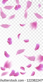 Pink Cherry Blossom Falling Down. Isolated Vector illustration of Cherry Blossom. Flying Pink Sakura Petals Background. Design of Greeting or Invitation Card. 
