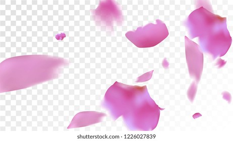 Pink Cherry Blossom Falling Down. Isolated Vector illustration of Cherry Blossom. Flying Pink Sakura Petals Background. Design of Greeting or Invitation Card. 
