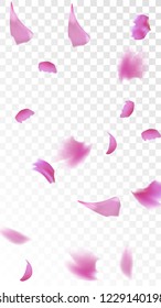 Pink Cherry Blossom Falling Down. Isolated Vector illustration of Cherry Blossom. Flying Pink Sakura Petals Background. Design of Greeting or Invitation Card. 
