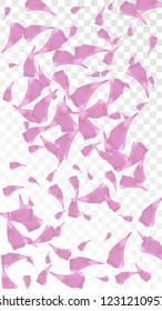 Pink Cherry Blossom Falling Down. Isolated Vector illustration of Cherry Blossom. Flying Pink Sakura Petals Background. Design of Greeting or Invitation Card. 
