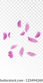 Pink Cherry Blossom Falling Down. Isolated Vector illustration of Cherry Blossom. Flying Pink Sakura Petals Background. Design of Greeting or Invitation Card. 
