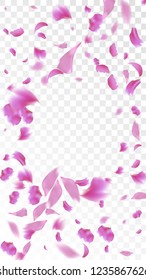 Pink Cherry Blossom Falling Down. Isolated Vector illustration of Cherry Blossom. Flying Pink Sakura Petals Background. Design of Greeting or Invitation Card. 
