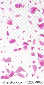 Pink Cherry Blossom Falling Down. Isolated Vector illustration of Cherry Blossom. Flying Pink Sakura Petals Background. Design of Greeting or Invitation Card. 
