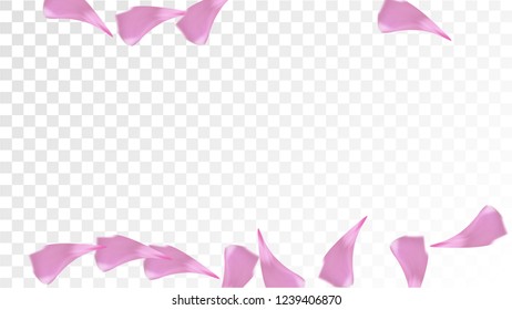 Pink Cherry Blossom Falling Down. Isolated Vector illustration of Cherry Blossom. Flying Pink Sakura Petals Background. Design of Greeting or Invitation Card. 
