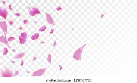 Pink Cherry Blossom Falling Down. Isolated Vector illustration of Cherry Blossom. Flying Pink Sakura Petals Background. Design of Greeting or Invitation Card. 
