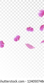 Pink Cherry Blossom Falling Down. Isolated Vector illustration of Cherry Blossom. Flying Pink Sakura Petals Background. Design of Greeting or Invitation Card. 
