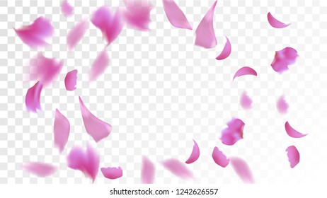 Pink Cherry Blossom Falling Down. Isolated Vector illustration of Cherry Blossom. Flying Pink Sakura Petals Background. Design of Greeting or Invitation Card. 

