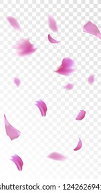 Pink Cherry Blossom Falling Down. Isolated Vector illustration of Cherry Blossom. Flying Pink Sakura Petals Background. Design of Greeting or Invitation Card. 
