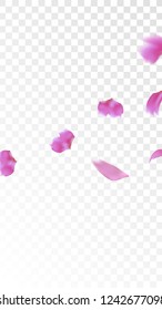 Pink Cherry Blossom Falling Down. Isolated Vector illustration of Cherry Blossom. Flying Pink Sakura Petals Background. Design of Greeting or Invitation Card. 
