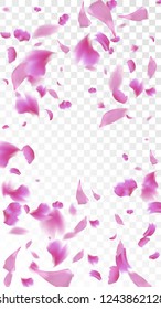 Pink Cherry Blossom Falling Down. Isolated Vector illustration of Cherry Blossom. Flying Pink Sakura Petals Background. Design of Greeting or Invitation Card. 
