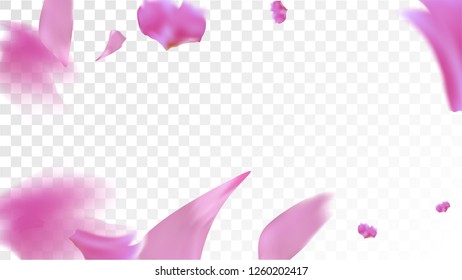 Pink Cherry Blossom Falling Down. Isolated Vector illustration of Cherry Blossom. Flying Pink Sakura Petals Background. Design of Greeting or Invitation Card. 
