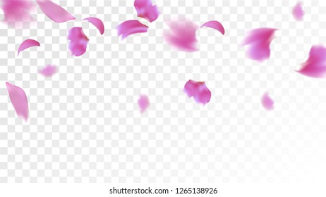 Pink Cherry Blossom Falling Down. Isolated Vector illustration of Cherry Blossom. Flying Pink Sakura Petals Background. Design of Greeting or Invitation Card. 
