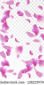 Pink Cherry Blossom Falling Down. Isolated Vector illustration of Cherry Blossom. Flying Pink Sakura Petals Background. Design of Greeting or Invitation Card. 
