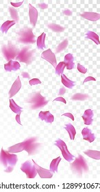 Pink Cherry Blossom Falling Down. Isolated Vector illustration of Cherry Blossom. Flying Pink Sakura Petals Background. Design of Greeting or Invitation Card. 
