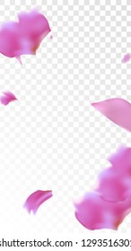 Pink Cherry Blossom Falling Down. Isolated Vector illustration of Cherry Blossom. Flying Pink Sakura Petals Background. Design of Greeting or Invitation Card. 
