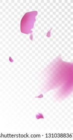 Pink Cherry Blossom Falling Down. Isolated Vector illustration of Cherry Blossom. Flying Pink Sakura Petals Background. Design of Greeting or Invitation Card. 
