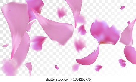 Pink Cherry Blossom Falling Down. Isolated Vector illustration of Cherry Blossom. Flying Pink Sakura Petals Background. Design of Greeting or Invitation Card. 
