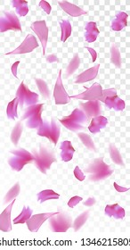 Pink Cherry Blossom Falling Down. Isolated Vector illustration of Cherry Blossom. Flying Pink Sakura Petals Background. Design of Greeting or Invitation Card. 
