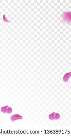 Pink Cherry Blossom Falling Down. Isolated Vector illustration of Cherry Blossom. Flying Pink Sakura Petals Background. Design of Greeting or Invitation Card. 
