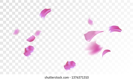 Pink Cherry Blossom Falling Down. Isolated Vector illustration of Cherry Blossom. Flying Pink Sakura Petals Background. Design of Greeting or Invitation Card. 
