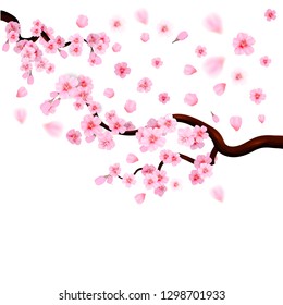 Pink cherry blossom 
with falling leaves. Isolated on white background. Spring composition with sakura. Vector illustration