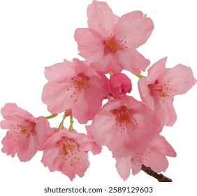 pink cherry blossom flower blooming1