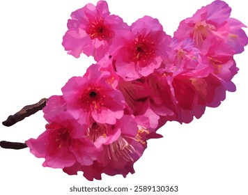 pink cherry blossom flower blooming2