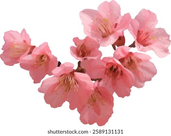 pink cherry blossom flower blooming5