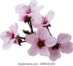 pink cherry blossom flower blooming6