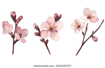 pink cherry blossom flower branch set. Flat Vector watercolor illustration isolated on white background