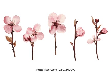 pink cherry blossom flower branch set. Flat Vector watercolor illustration isolated on white background