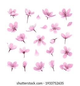 Pink cherry blossom flowers isolated on white background. Gentle spring blooming flowers collection for your design.