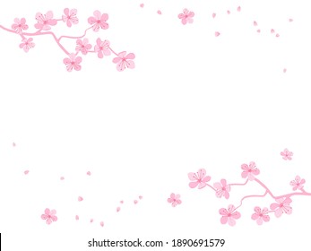 Pink cherry blossom and flying flower on white background vector illustration. Sakura Japanese flower.