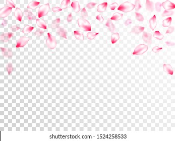 Pink cherry blossom pink flying petals on transparent background. Isolated flower parts wedding decoration vector. Pastel nude rose color apple flower petals design. Fresh blowing backdrop.