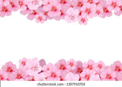 Pink cherry blossom isolated on white background. Spring composition with sakura and place for text. Vector illustration