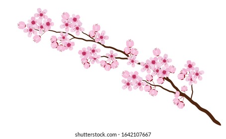 Pink cherry blossom isolated on white, vector design