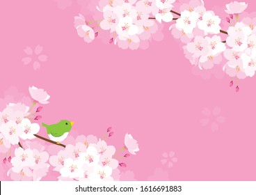 Pink Cherry blossom with nightingale vector Illustration