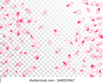 Pink cherry blossom petals isolated on transparent background. Flying sakura flower parts spring wedding vector. Pastel rose color apple flower petals design. Delicate spring vector.