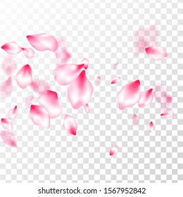 Pink cherry blossom petals isolated on transparent background. Flying sakura flower parts spring wedding vector. Spring or summer light flower petals illustration. Spring season backdrop.