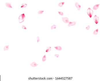 Pink cherry blossom petals isolated windy blowing background. Garden bloom parts. Floral natural blossom soft petals illustration. Flying sakura flower parts spring wedding vector.