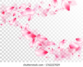 Pink cherry blossom petals isolated on transparent background. Asian poster background. Pastel pink blossom petals floral design. Flying sakura flower parts spring wedding vector.