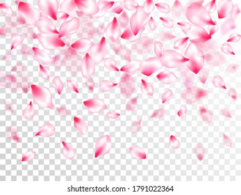 Pink cherry blossom petals isolated on transparent background. Flying sakura flower parts spring wedding vector. Flower blossom particles, petals rain shower. Beauty studio concept.