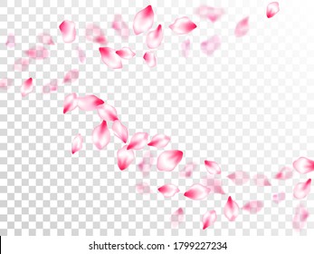 Pink cherry blossom petals isolated on transparent background. Flying sakura flower parts spring wedding vector. Pastel pink blossom petals floral design. Park graphic elements.